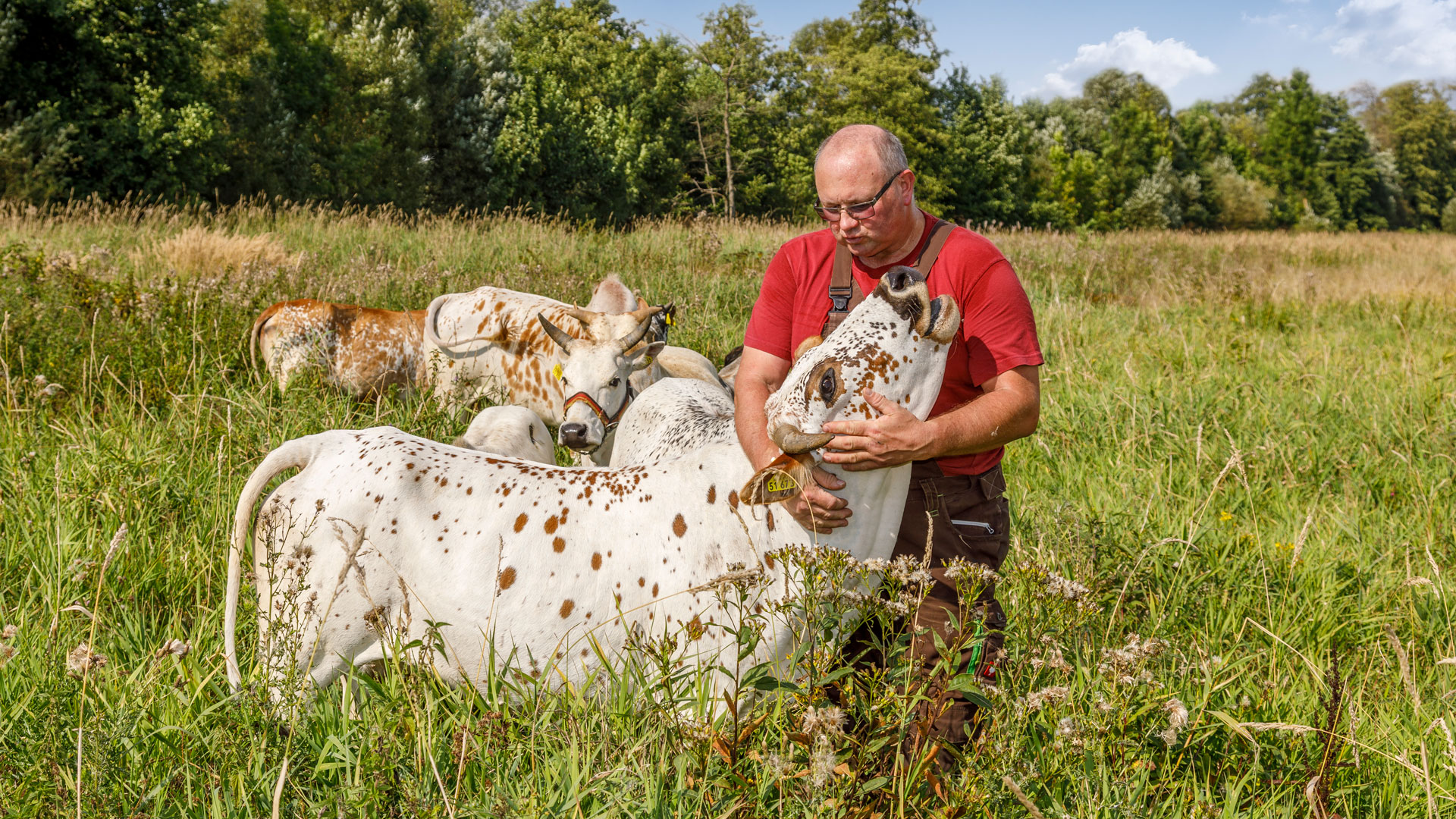 Kühe von Norbert Böhmer